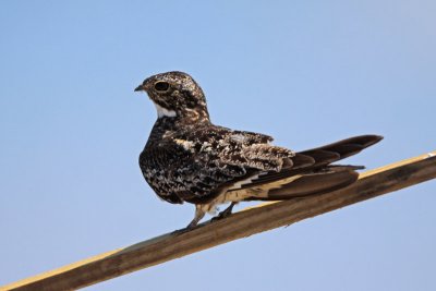Common Nighthawk