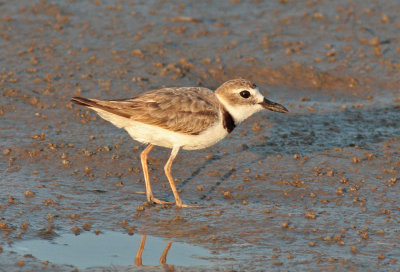 Wilson's Plover