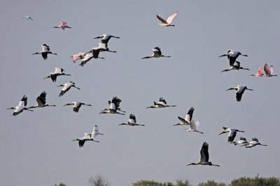 Wood Storks and Friends