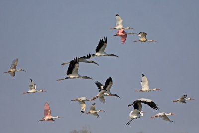 Wading Birds in Flight