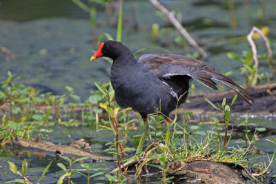 Common Gallinule