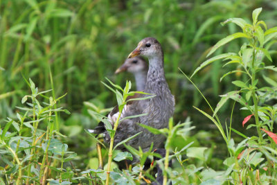 Common Gallinule