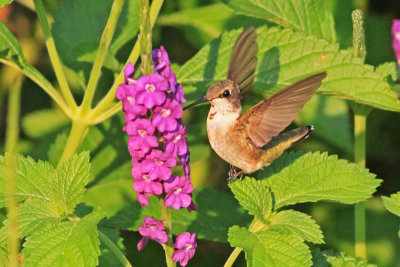 Rufous Hummingbird