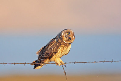 Short-eared Owl