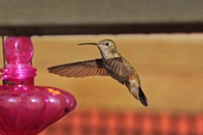 Rufous Hummingbird