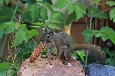 Red Squirrel preparing for winter