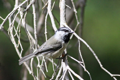 Mountain Chickadee