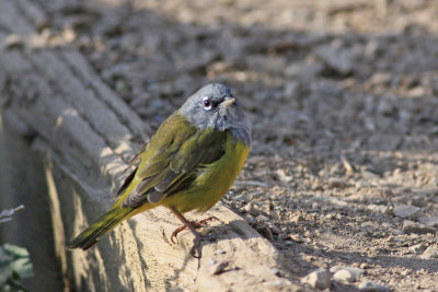 MacGillivray's Warbler