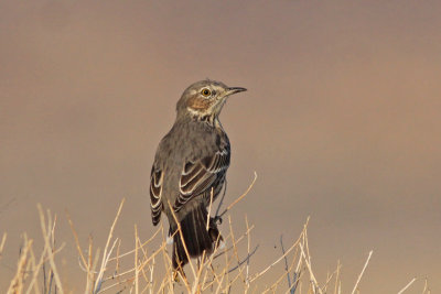 Sage Thrasher