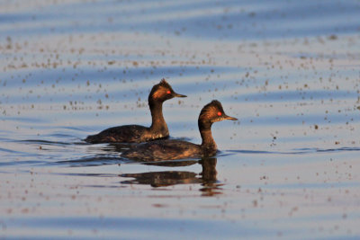 Eared Grebe