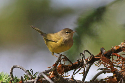 MacGillivray's Warbler