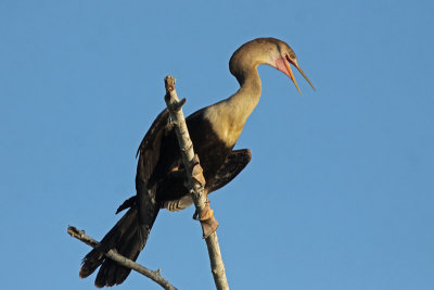 Anhinga