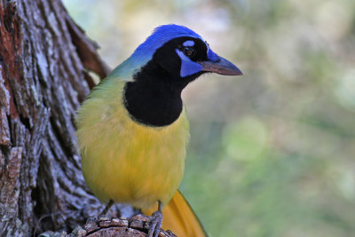 Green Jay