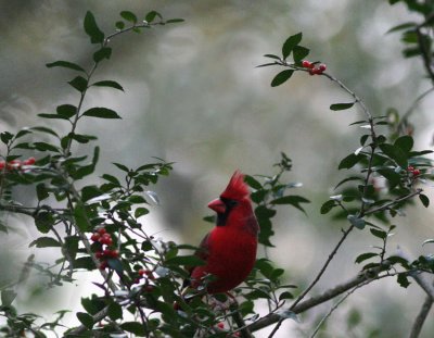 Northern Cardinal