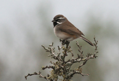 Black-throated sparrow