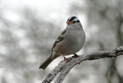 White-crowned sparrow