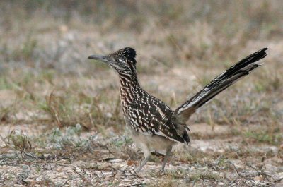 Greater Roadrunner