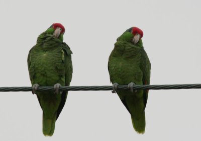 Red-crowned parrots
