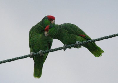 Red-crowned parrots