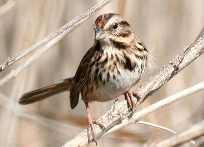 Song sparrow