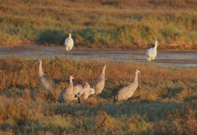 Sandhills and whooping cranes