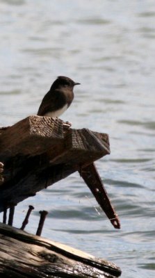 Black phoebe