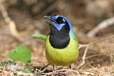 Green Jay