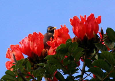 African tulip with myna