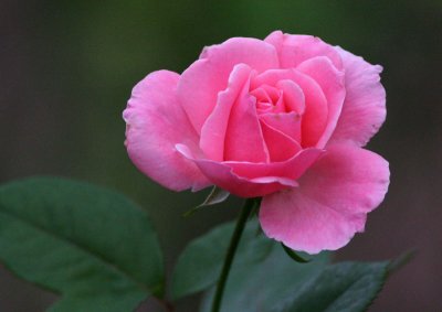 Queen Elizabeth, grandiflora 1954