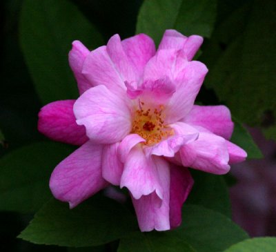 Old Blush, china rose 1752