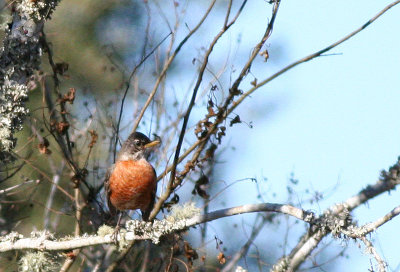 American Robin