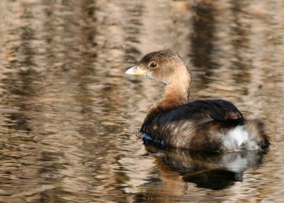 Pied-billed Grebe