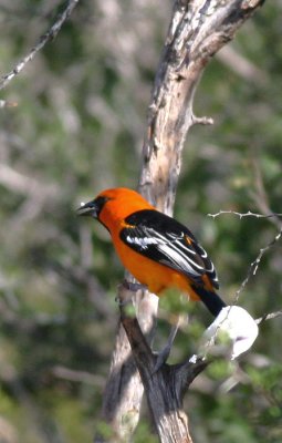 Altamira Oriole