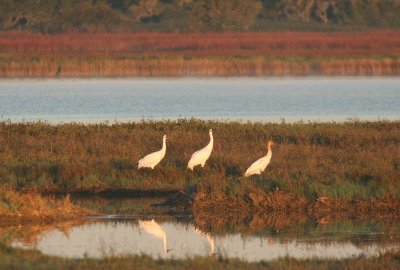 Whooping Crane family