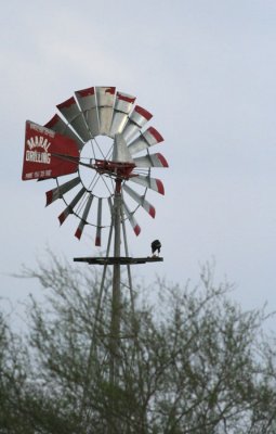 Windmill with hawk