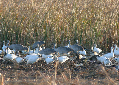 Sandhill cranes and snow geese