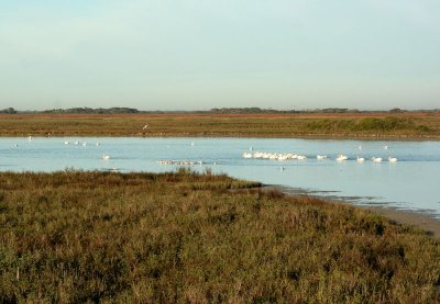 Marsh birds