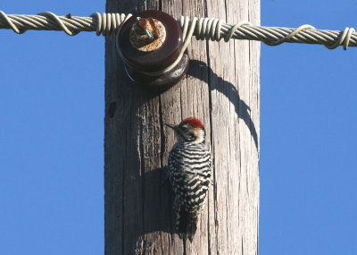 Ladder-backed woodpecker