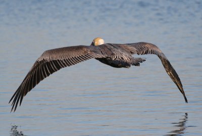 Wing span (Brown pelican)