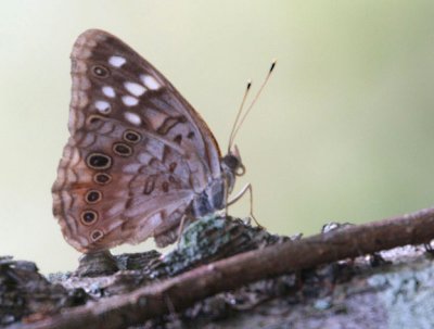 Hackberry emperor