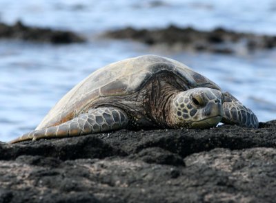 Green sea turtle (Honu)