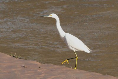 Snowy Egret