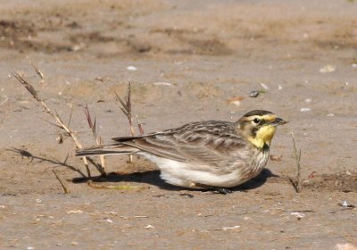 Horned Lark