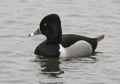 Ring-necked duck