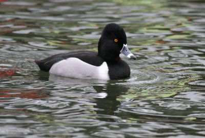 Ring-necked Duck