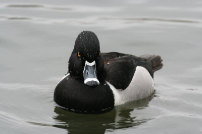 Ring-necked duck