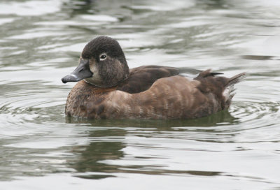 Ring-necked duck