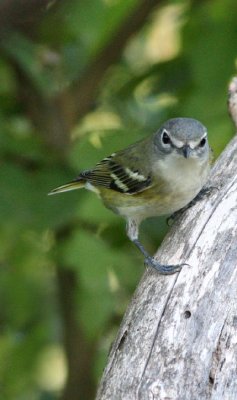 Blue-headed vireo