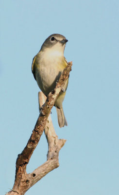 Blue-headed vireo