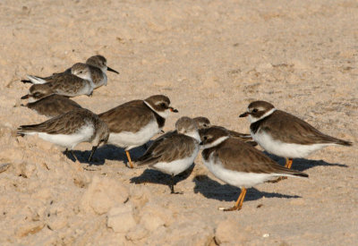 Plover and sandpipers